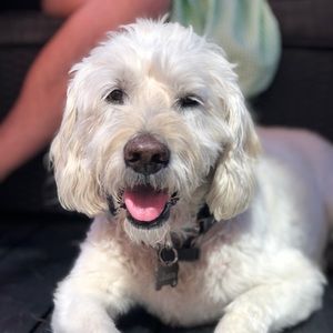 Meet your Posher, Tracey